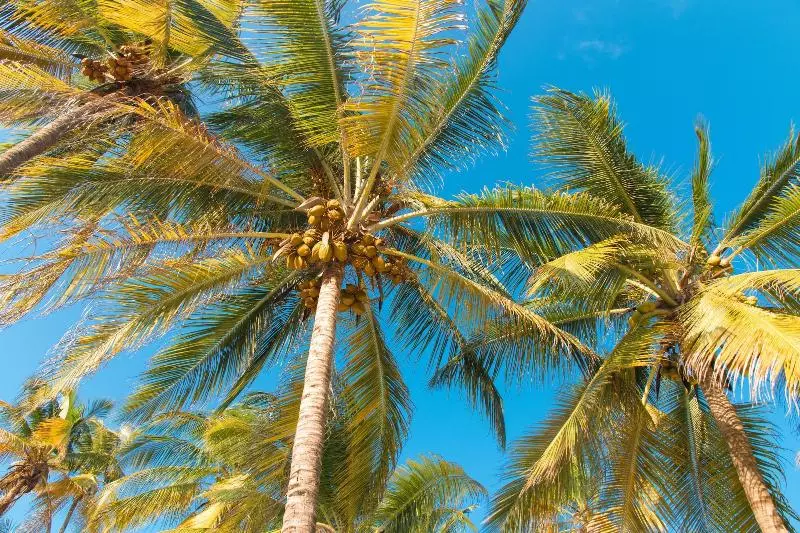 Fotos del hotel Cristal Resort:  12