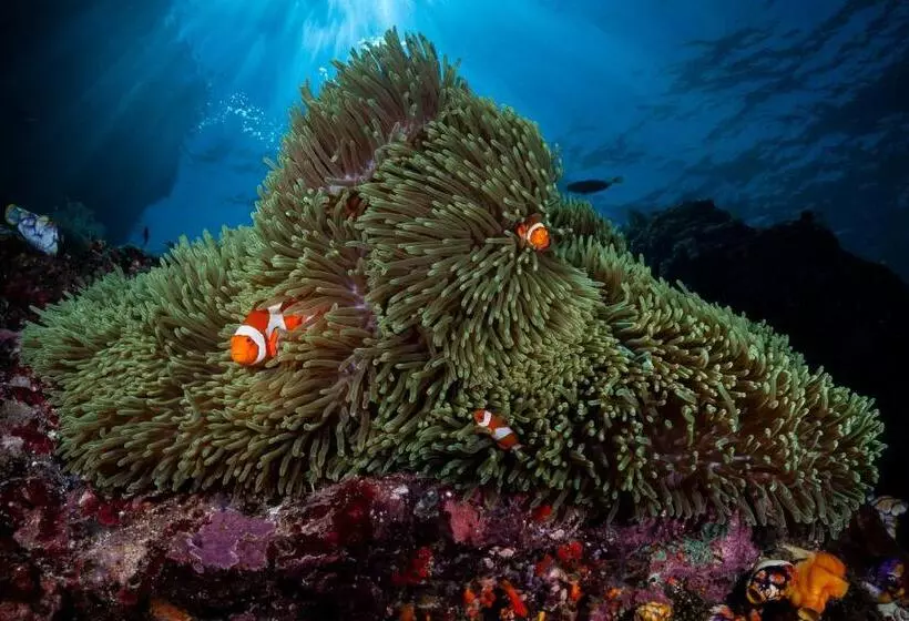 Fotos del hotel Siddhartha Ocean Front Resort & Spa:  6