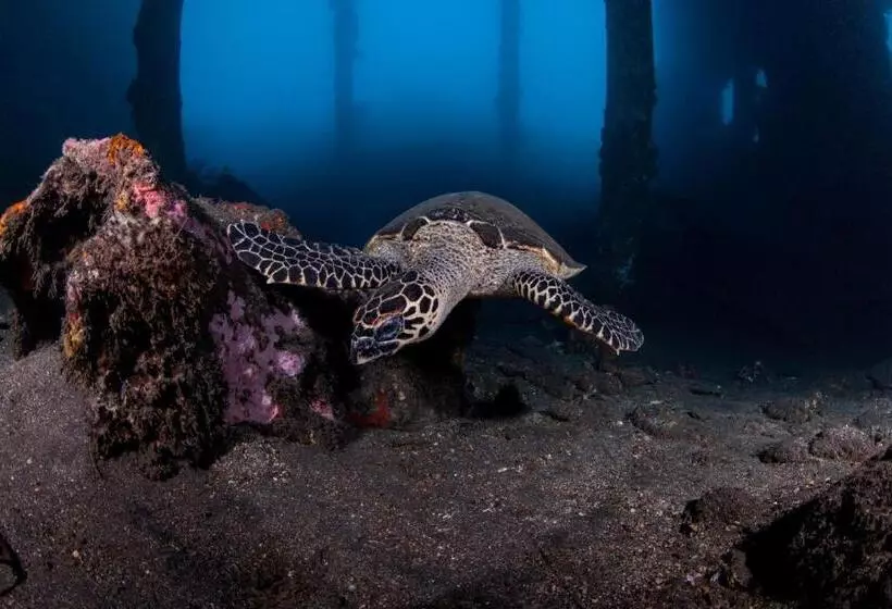 Fotos del hotel Siddhartha Ocean Front Resort & Spa:  13