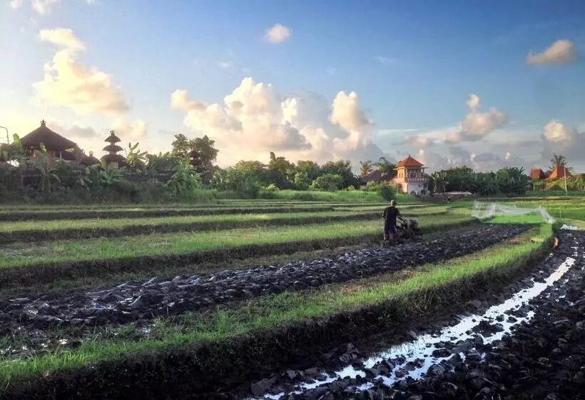 Fotos del hotel Oasis Canggu Bali:  6