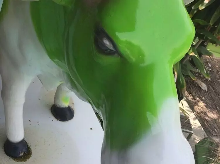 Fotos del hotel Momento Resort:  9