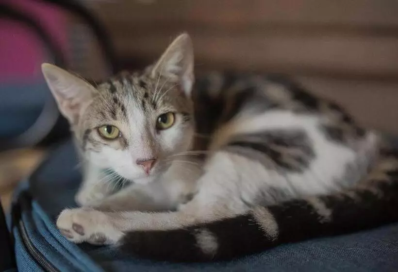 Fotos del hotel Sophia:  5