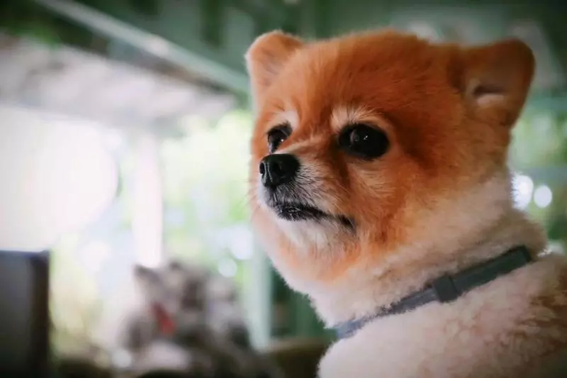 Fotos del hotel Green Gallery:  6