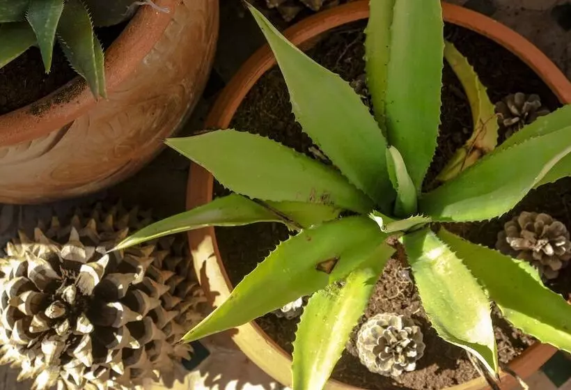 Fotos del hotel Dar El Bali:  11