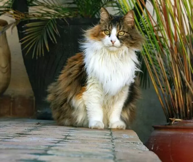 Fotos del hotel Dar El Bali:  5