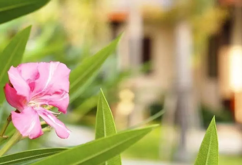 Fotos del hotel Rose Bay Resort:  18