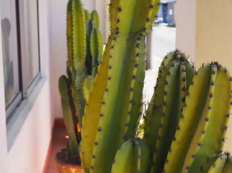 Fotos del hotel Catedral Casa Cornejo:  7