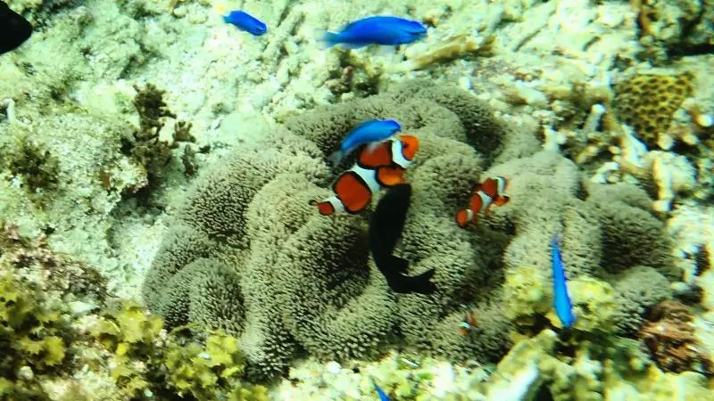 Fotos del hotel Alaise De Bale Ishigaki:  11