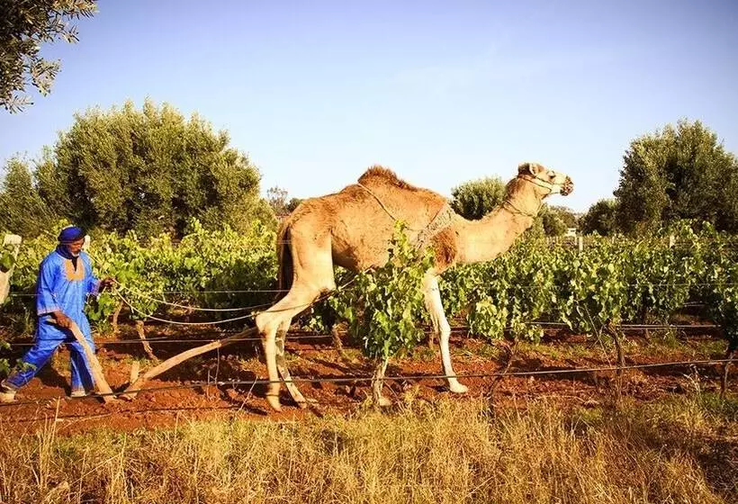 Fotos del hotel Ryad Des Vignes:  4
