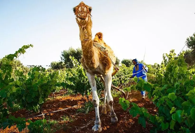 Fotos del hotel Ryad Des Vignes:  21