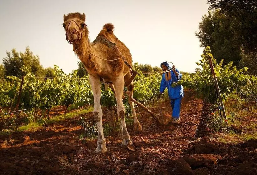 Fotos del hotel Ryad Des Vignes:  20