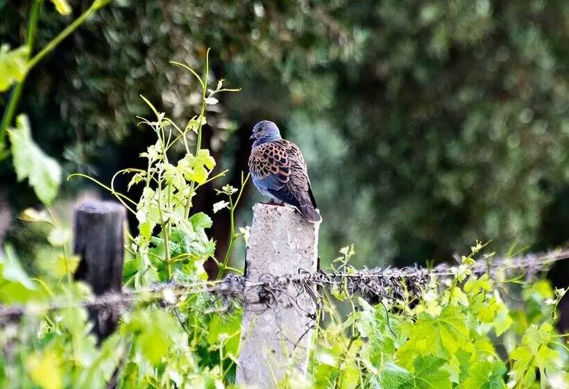 Fotos del hotel Ryad Des Vignes:  18