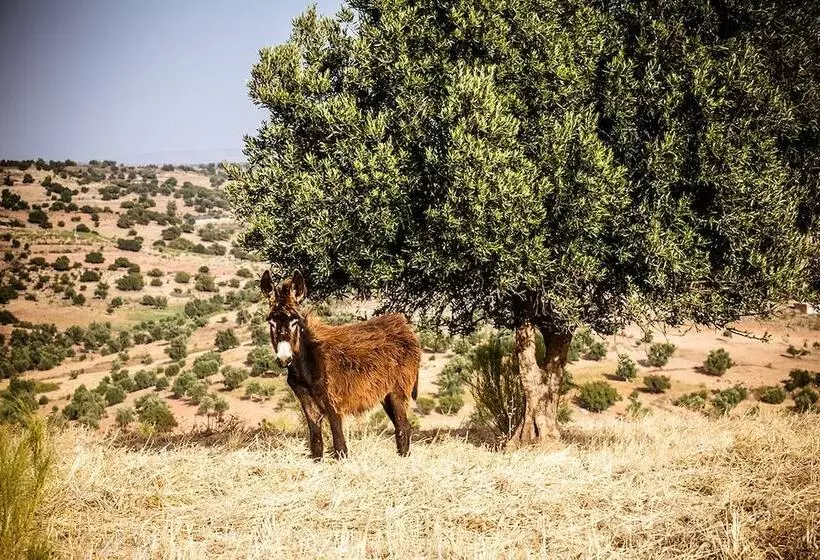Fotos del hotel Ryad Des Vignes:  13