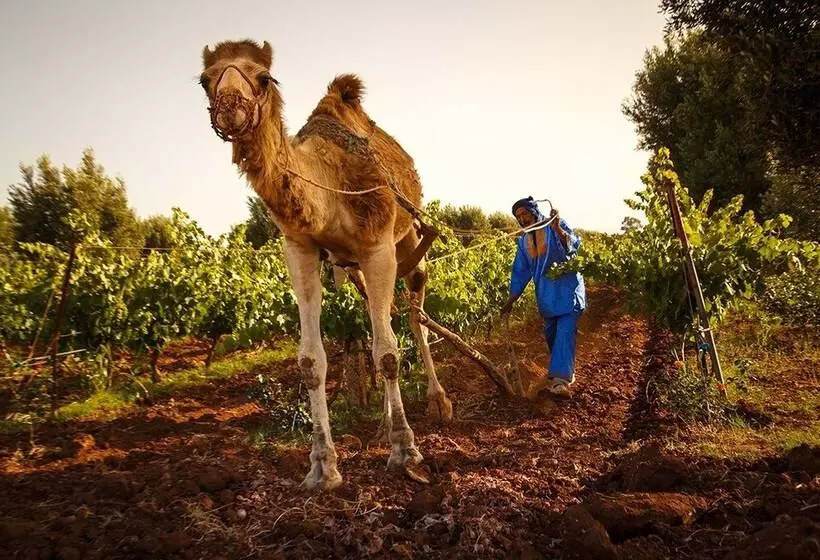 Fotos del hotel Ryad Des Vignes:  22