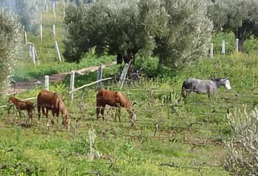Fotos del hotel Ryad Des Vignes:  12