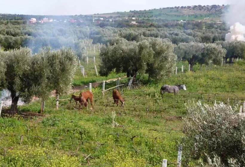 Fotos del hotel Ryad Des Vignes:  3