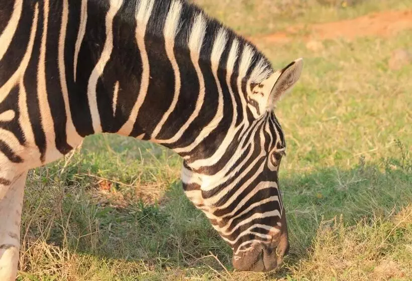 Fotos del hotel Elephants Footprint Lodge:  12