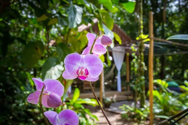 Fotos del hotel Pouso Vivenda Da Mata:  25