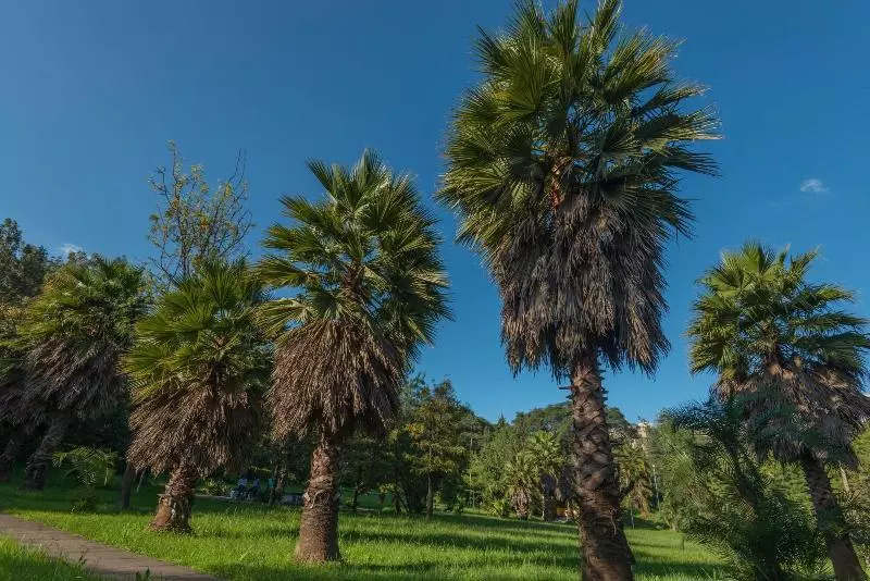 Fotos del hotel Ghion:  20