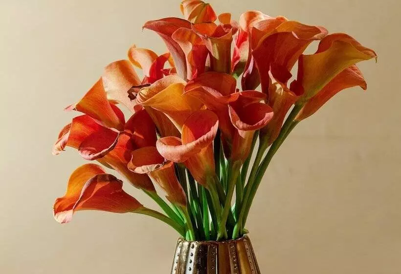 Fotos del hotel Bio Hotel Raphael - Relais & Châteaux:  7