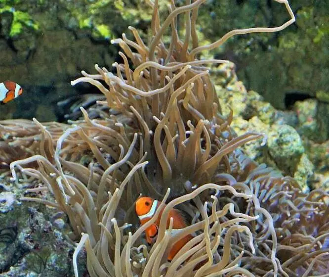 Fotos del hotel Noreg:  7