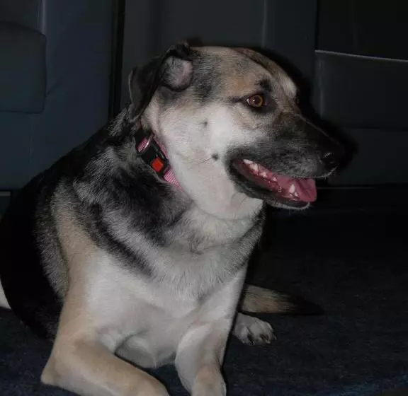 Fotos del hotel Crystal Interlaken:  5