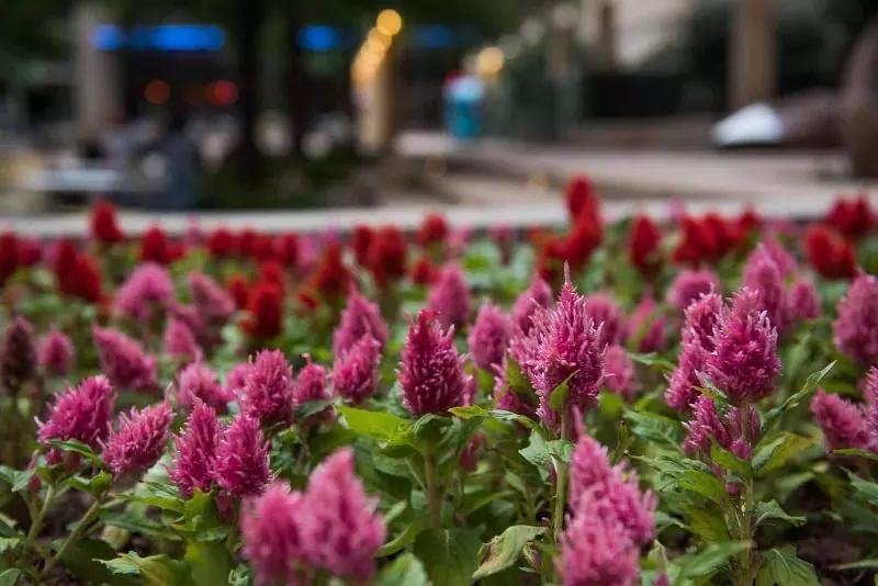 Fotos del hotel Magnolia Hotel Downtown Dallas:  10