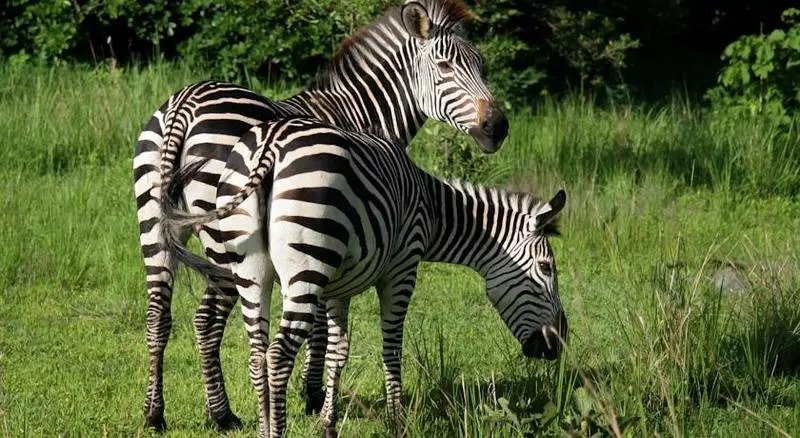 Fotos del hotel Protea Hotel Safari Lodge:  12