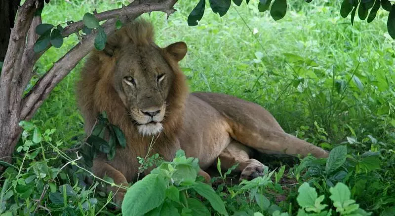 Fotos del hotel Protea Hotel Safari Lodge:  8