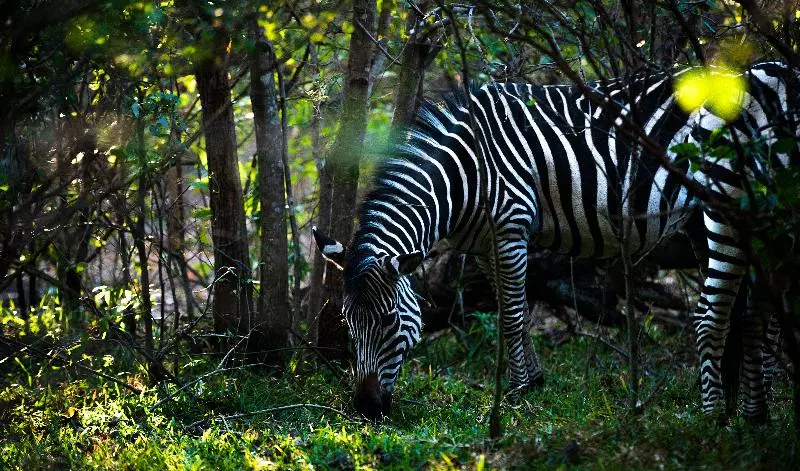 Fotos del hotel Royal Livingstone  By Anantara:  5