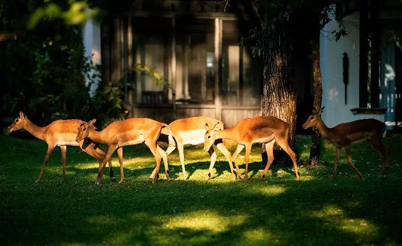 Fotos del hotel Royal Livingstone  By Anantara:  6