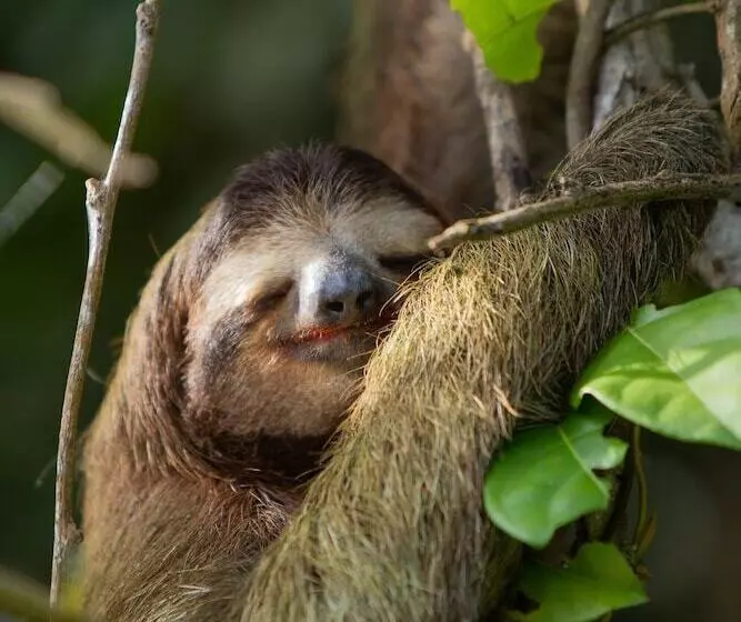 Fotos del hotel Pachira Lodge:  6