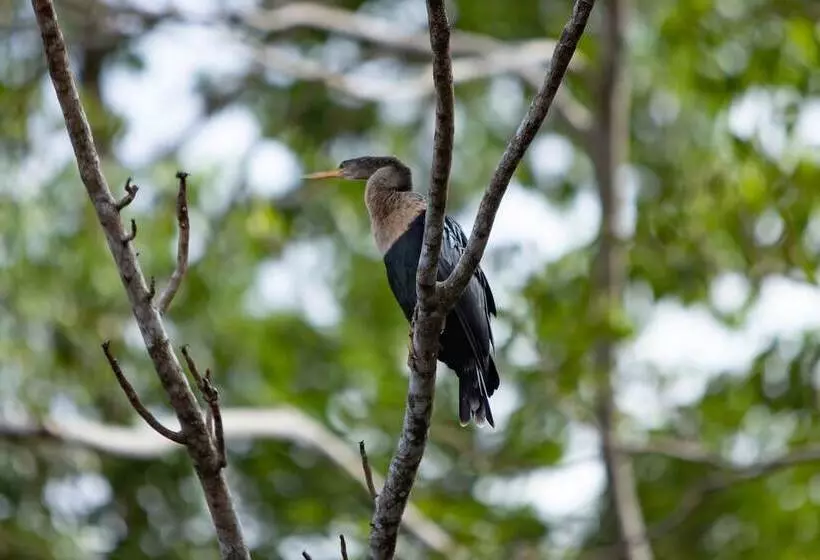 Fotos del hotel Pachira Lodge:  15