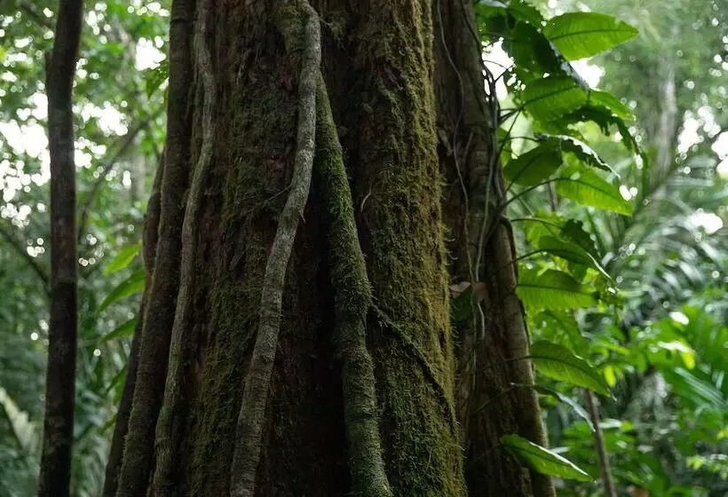 Fotos del hotel Pachira Lodge:  18