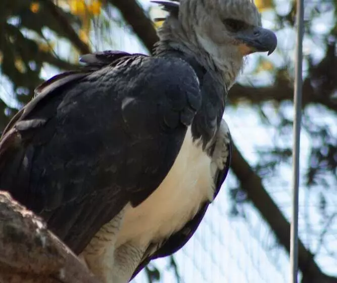 Fotos del hotel Lanville Athénée:  12