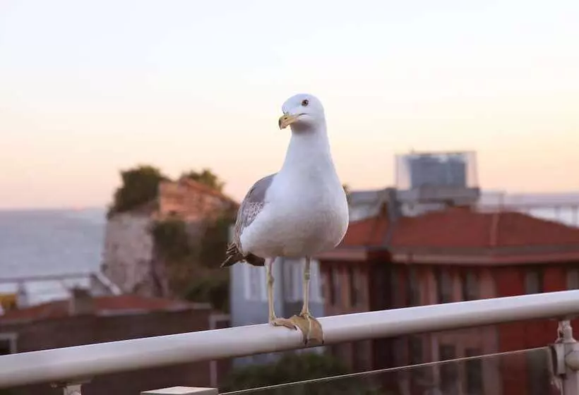 Fotos del hotel Almina Guest House:  8