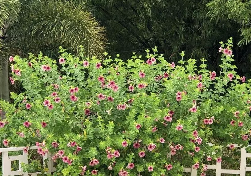 Fotos del hotel Coral Seas Garden Resort:  12