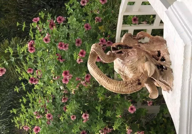 Fotos del hotel Coral Seas Garden Resort:  9