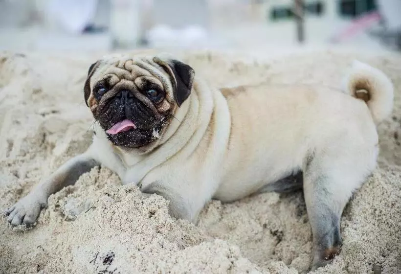 Fotos del hotel Oleo Cancun Playa Boutique All Inclusive Resort:  9