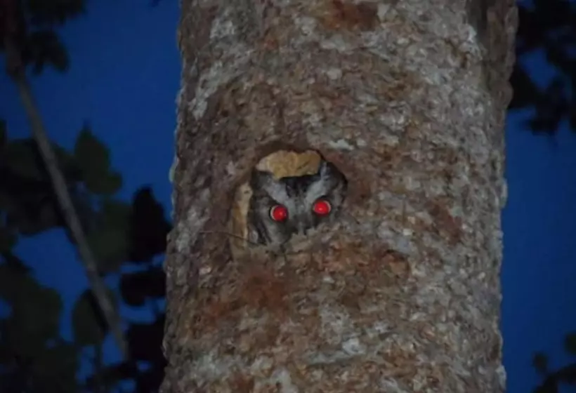 Fotos del hotel Chicanná Ecovillage Resort:  3