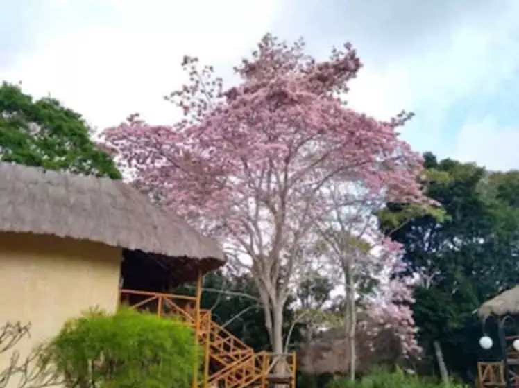 Fotos del hotel Chicanná Ecovillage Resort:  24