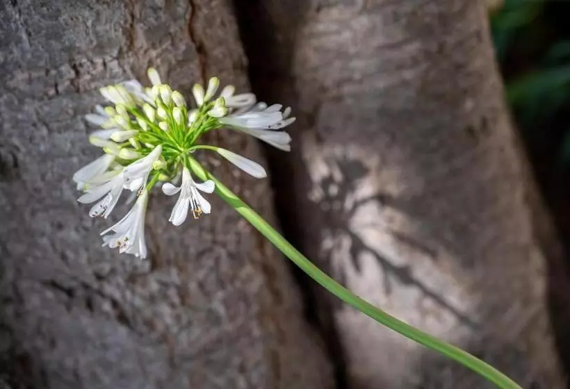 Fotos del hotel Agroturismo Son Siurana:  12