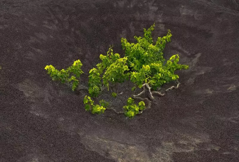 Fotos del hotel Coronas Playa:  4