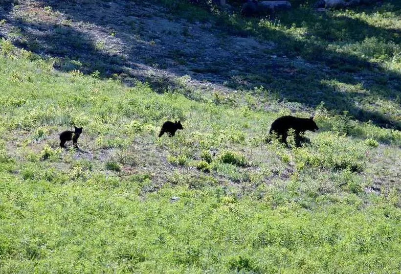 Fotos del hotel Hilton Whistler Resort & Spa:  14