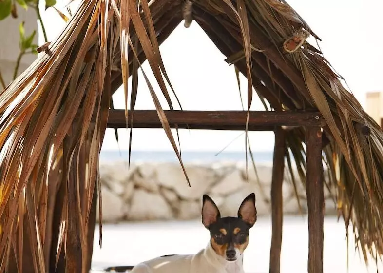 Fotos del hotel Viceroy Riviera Maya  Luxury Resort:  16