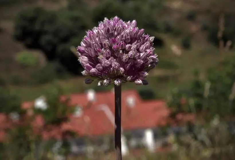 Fotos del hotel Quinta Do Chocalhinho:  9