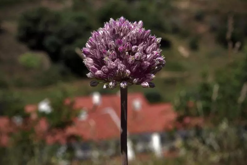 Fotos del hotel Quinta Do Chocalhinho:  15