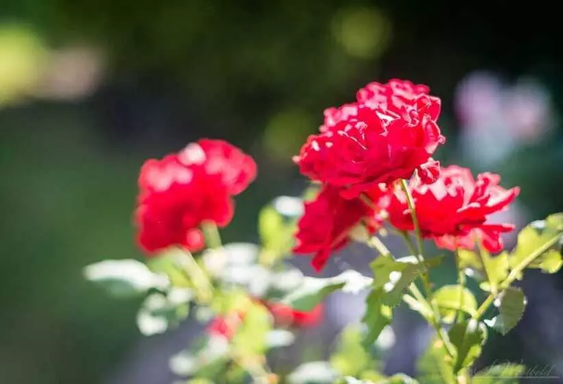 Fotos del hotel Haus Am Zoo:  7