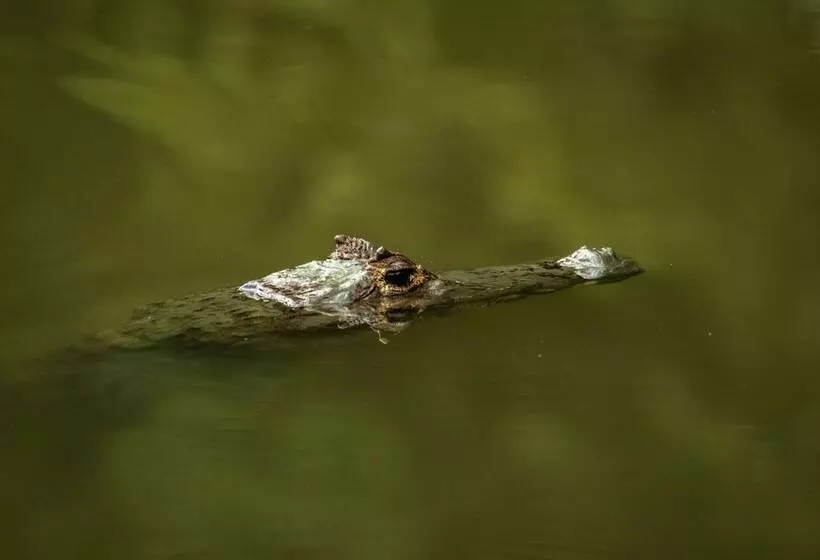 Fotos del hotel Summit Rainforest & Golf Resort:  5