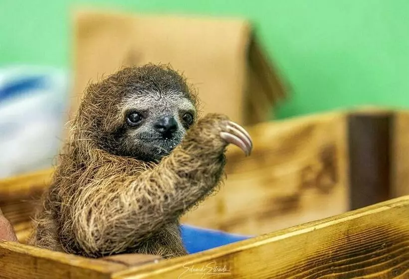 Fotos del hotel Summit Rainforest & Golf Resort:  15